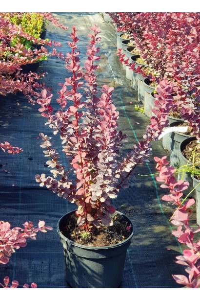 Барбарис тунберга Шоколат Саммер - 3л/вис.40-60см/Ø20-25см/3р